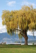 weeping tree