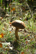 boletus edulis, woodland,