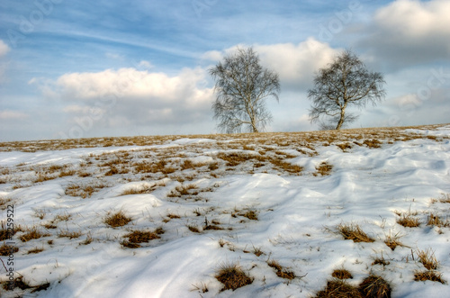 Photo: winter tree winter tree