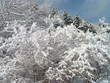 arbres enneigés