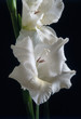 fiori bianchi