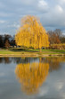 saule pleureur