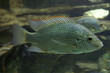 nile mouthbreeder
