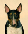 portrait de bull