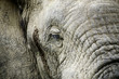 elephants d’afrique du sud elephants d’afrique du sud