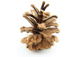 fir cone