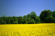 rapsfeld