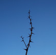 dornenzweig