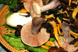 scottish wild mushrooms, hand picked