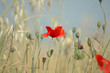 tuscan poppy