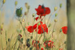 tuscan poppy