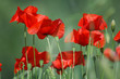 tuscan poppy