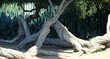 twisted tree trunk , living  sculpture