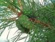 green pine cones