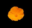california poppy after the rain california poppy after the rain