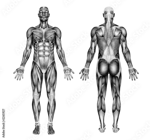 Illustration: male muscles - pencil drawing style - 3d render male muscles - pencil drawing style - 3d render
