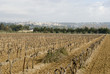 vineyard