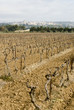 vineyard