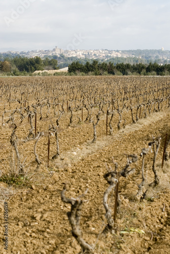 vineyard