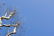 winter tree