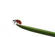 ladybird