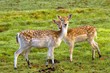 two deers