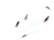 head lice
