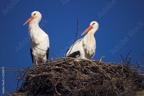 Foto: storchenpaar in seinem nest storchenpaar in seinem nest