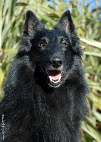 Photo: berger belge groendal berger belge groendal