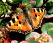 beautiful butterfly