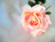rose on silk dress