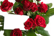 red rose