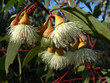eucalypt frowers