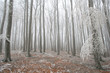 winter forest