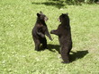 black bears holding a conversation