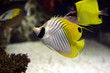 angel fish angel fish