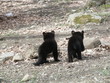 two little cubs running to mother bear