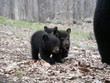 mama bear and three cubs