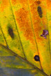 autumn leaf