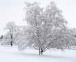 snow scene snow scene