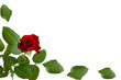 red roses