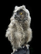 unfledged owl unfledged owl