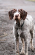 dirty dog