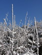 cime de foret enneigée