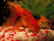 poissons rouges