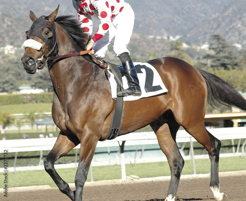 Photo: racehorse #12 racehorse #12