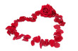 red roses