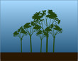 trees in the evening