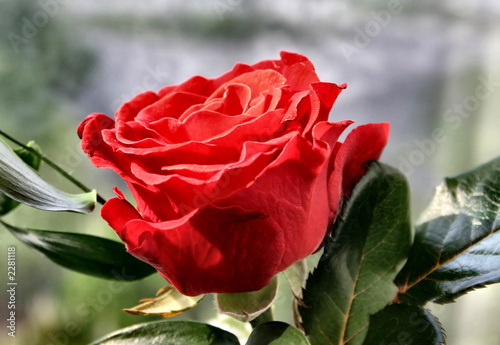 rose details