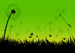 dandelion in the wind
